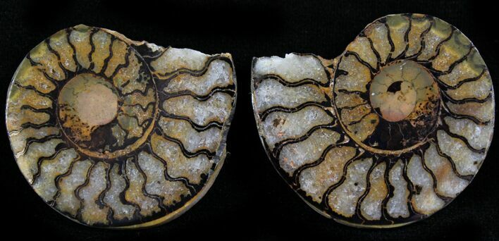 Iron Replaced Ammonite Fossil Pair #27491